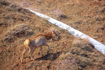 Deer in the mountains in spring looking for food. Herd of wild deer.