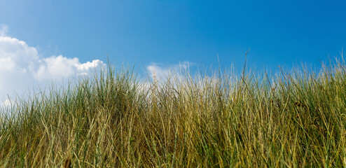 Obraz premium Tall wild grass and blue sky. nature panoramic background with copy space. sunny day in lush green meadow.