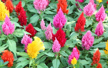 Colorful celosia argentea in a garden.
