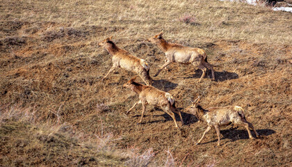 Naklejka premium Deer in the mountains in spring looking for food. Herd of wild deer.