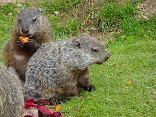 Marmots eating fresh vegetables on a sunny summer day.