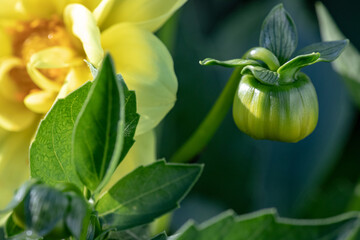 The Bud Of Yellow Dahlia Flower About To Bloom