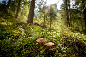 mushroom in the forest with green in background