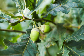 Oak branch with green acorns on a blurred background.