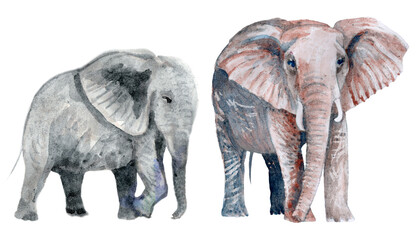 Set of watercolor savannah safari animals. Hand painted elephants isolated on a transparent background