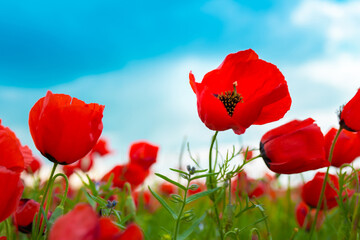 Obraz premium Spring, Field of poppy flowers against the blue sky with clouds. The concept of freshness of morning nature. Spring landscape of wildflowers. Beautiful landscape long banner.