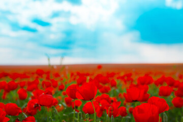 Spring, Field of poppy flowers against the blue sky with clouds. The concept of freshness of morning nature. Spring landscape of wildflowers. Beautiful landscape long banner.