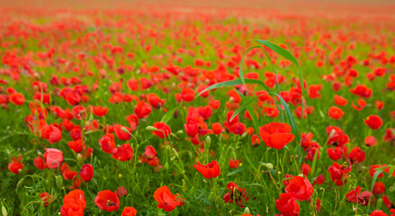 Plakat Spring, Field of poppy flowers against the blue sky with clouds. The concept of freshness of morning nature. Spring landscape of wildflowers. Beautiful landscape long banner.