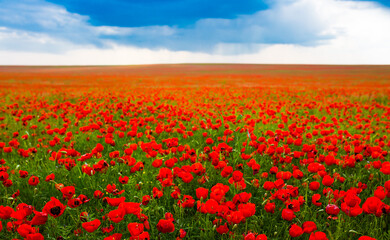 Spring, Field of poppy flowers against the blue sky with clouds. The concept of freshness of morning nature. Spring landscape of wildflowers. Beautiful landscape long banner.