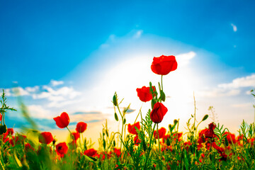 Fototapeta na wymiar Spring, Field of poppy flowers against the blue sky with clouds. The concept of freshness of morning nature. Spring landscape of wildflowers. Beautiful landscape long banner.