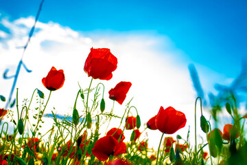 Obraz premium Spring, Field of poppy flowers against the blue sky with clouds. The concept of freshness of morning nature. Spring landscape of wildflowers. Beautiful landscape long banner.