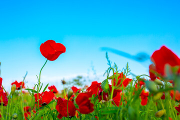 Obraz na płótnie Canvas Spring, Field of poppy flowers against the blue sky with clouds. The concept of freshness of morning nature. Spring landscape of wildflowers. Beautiful landscape long banner.