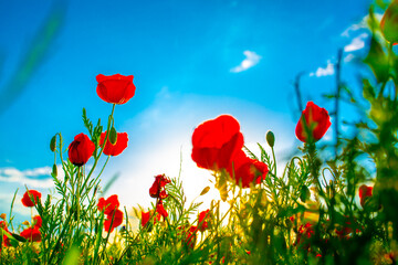 Obraz premium Spring, Field of poppy flowers against the blue sky with clouds. The concept of freshness of morning nature. Spring landscape of wildflowers. Beautiful landscape long banner.