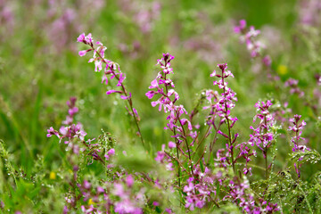 Blooming garden spring flowers. Blooming camel thorn in spring. Medicinal plant, pink flowers. Delicate floral landscape with blurry background and copy space.