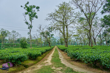 Fototapeta na wymiar Path through tea plantations