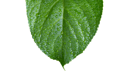 Rain drops on green leaf. Big water drop Water on green leaf on solated white background