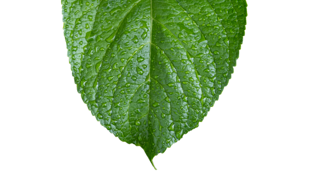 Rain drops on green leaf. Big water drop Water on green leaf on solated white background