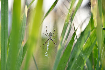 (Argiope bruennichi) wasp spider with yellow and black stripes and its web created between tall sunny green grass