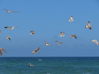 seagulls in flight over the sea