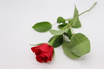 Obraz na płótnie Canvas red rose on white background