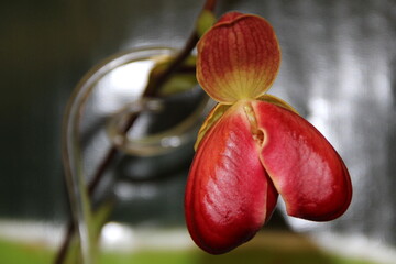 Red oxidea on a gray background closeup