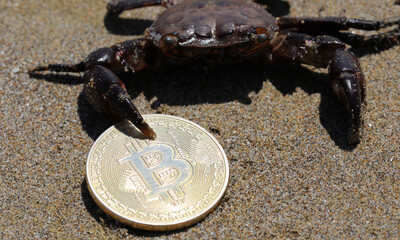 crab holding firmly with its claw the coin bit coin on the beach