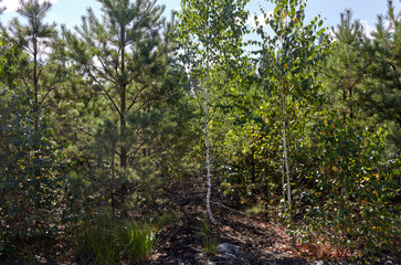 Fototapeta premium Pine tree and birch forest. Beautiful summer forest on a summers day