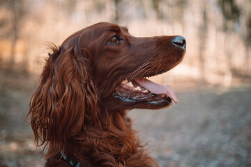 Irish red setter dog relaxing outdoors. High quality photo