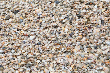 thousands of shell of various sea species