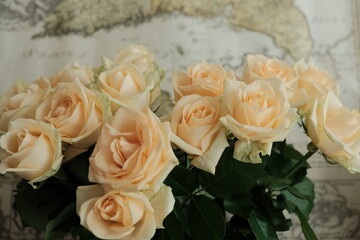Cream roses on the background of an old map