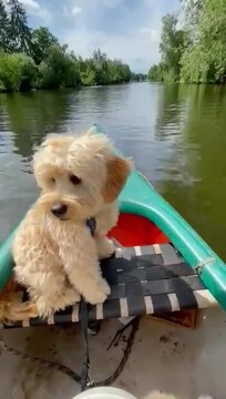 Small cute dog on a rowing boat
