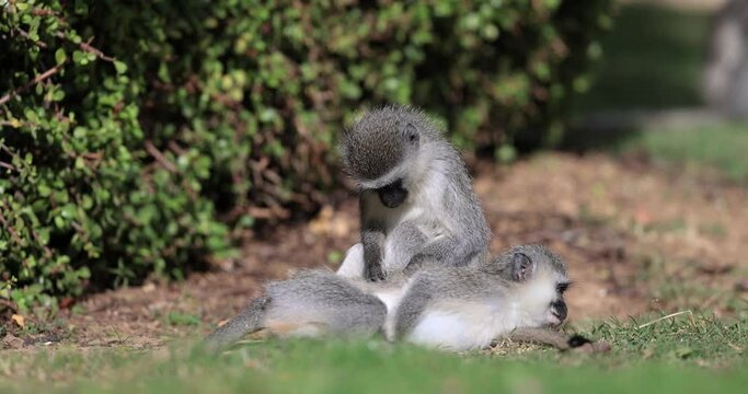 Two vervet monkeys are playing in the garden