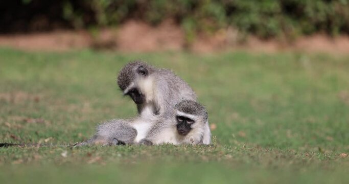 Two vervet monkeys are playing in the garden