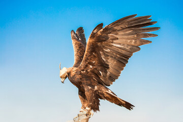 Golden eagle close-up on the background of the sky. The bird of prey hunts its prey. The eagle sits on the trainer's hand. Falcon hunting. National tradition of Asia. Kazakhstan