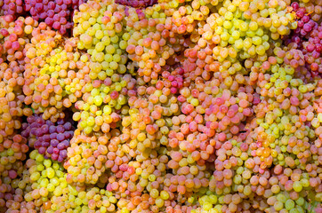 Fototapeta premium A bunch of grapes close up. Vineyards of Italy grape and winery on a sunny day. Harvesting for Italian winemaking. Grape juice and wine.