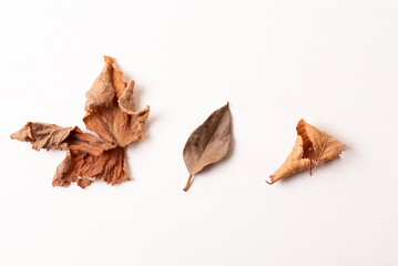 Fototapeta premium hojas secas de distintas formas, caducas, hojas de otoño. Fotografía de estudio sobre fondo blanco