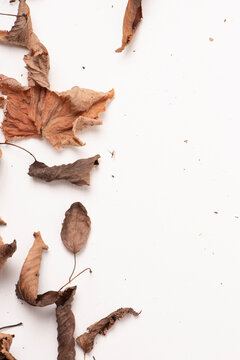 hojas caducas, hojas que caen en oto&ntilde;o, oto&ntilde;al, camio de ciclo y estaci&oacute;n.