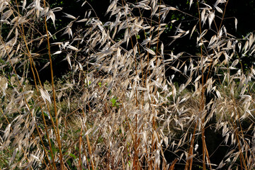 grass in the wind