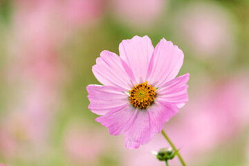 Obraz premium 雨上がりのコスモス