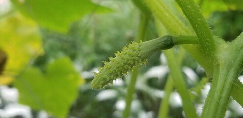 Baby cucumber