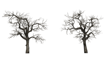 Dead tree branches dried tree isolated