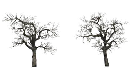 Gardinen Dead tree branches dried tree isolated © Poprock3d