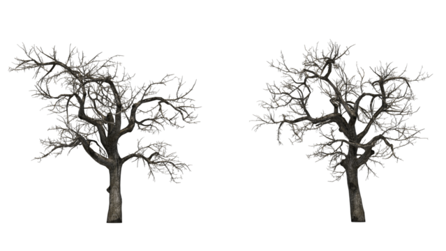 Dead tree branches dried tree isolated