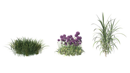 Variety of purple flowers and small plants