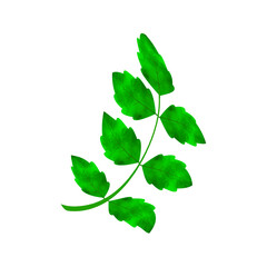 Leaves Clip art Design, can be used this design to print on greeting cards, frames, mugs, 
shopping bags etc. whatever you want.