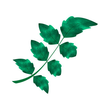 recommend clip art: Leaves Clip art Design, can be used this design to print on greeting cards, frames, mugs, 
                    shopping bags etc. whatever you want.