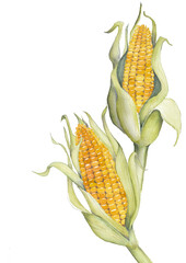 Corn cob watercolor illustration, isolated on white background. Fall season decor element.