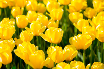 Blooming tulips. Spring floral background. Field of bright beautiful tulips close-up. Colorful tulips at the Holland Flower Festival. long banner