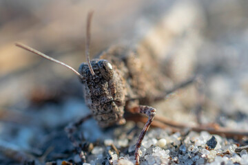 Macro photography of a grasshopper.