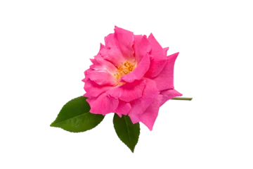 Selbstklebende Fototapeten Single rose flower in pink, isolated, png format © Katerina Schneider
